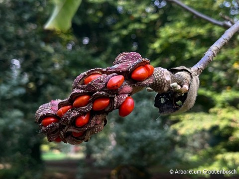 arboretum in september.jpg